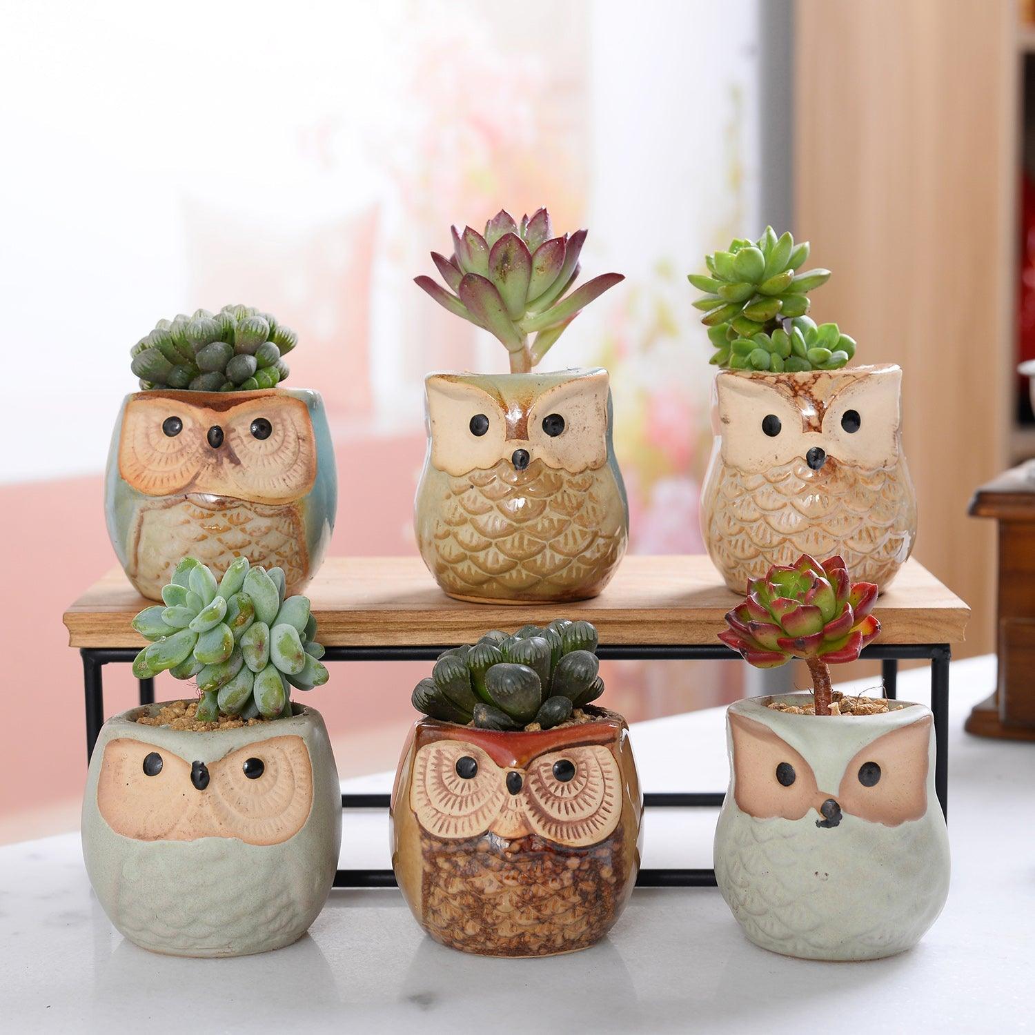 6-Piece Small Owl Ceramic Succulent Planter Pots - Lily & Eden