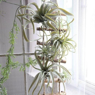 Artificial Air Plant - Lily & Eden